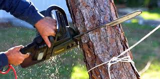 Best Commercial Tree Services  in Woodville, TX