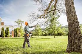 Best Tree Maintenance Programs  in Woodville, TX