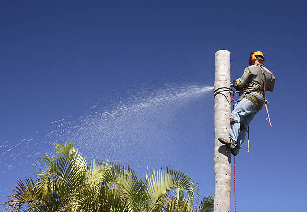 Lawn Renovation and Restoration in Woodville, TX