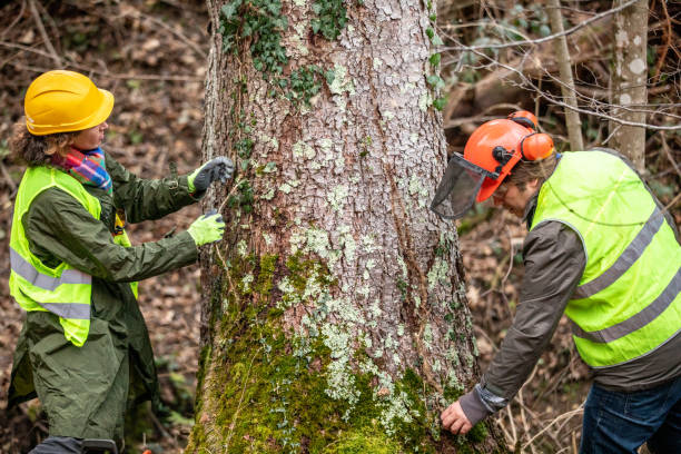 Best Tree Preservation Services  in Woodville, TX