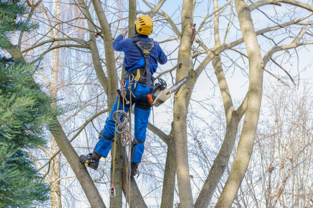 Best Palm Tree Trimming  in Woodville, TX