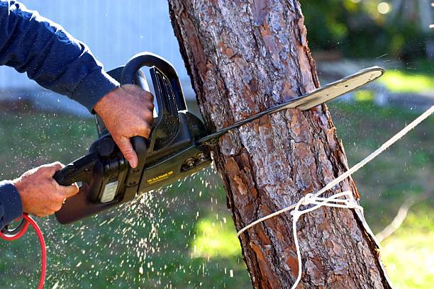 Best Tree Risk Assessment  in Woodville, TX