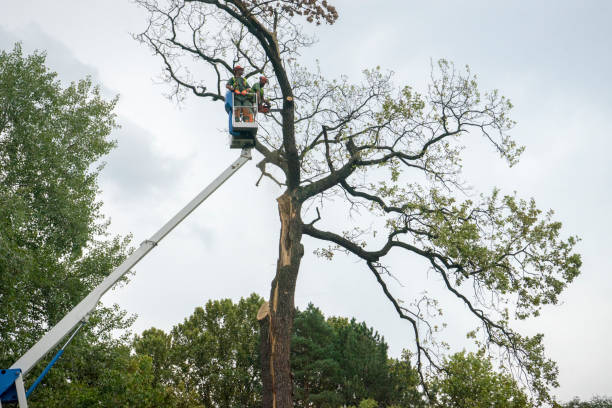 Best Tree and Shrub Care  in Woodville, TX