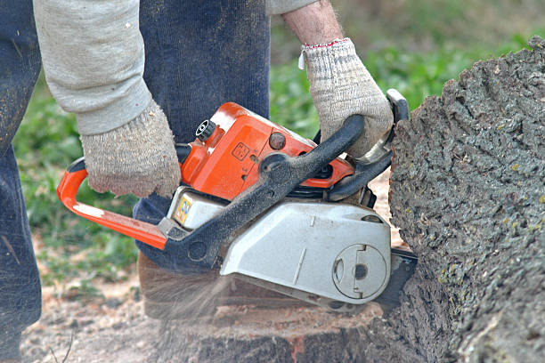 Best Fruit Tree Pruning  in Woodville, TX