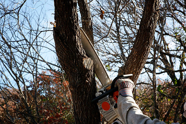 Best Hazardous Tree Removal  in Woodville, TX