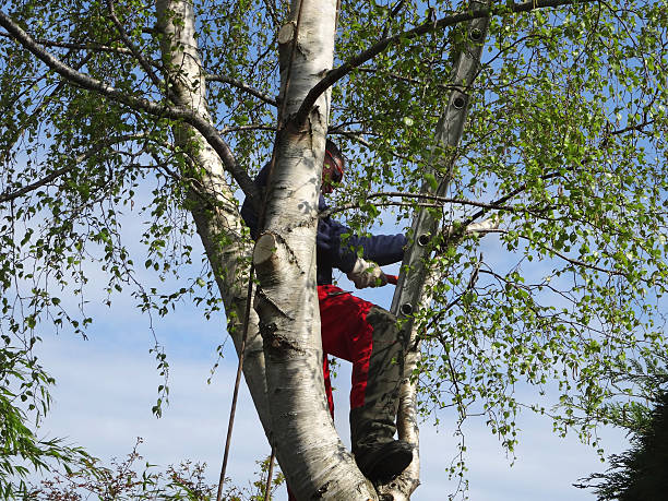 Trusted Woodville, TX Tree Services Experts