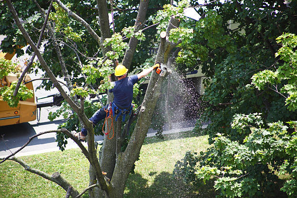 Best Tree Disease Treatment  in Woodville, TX