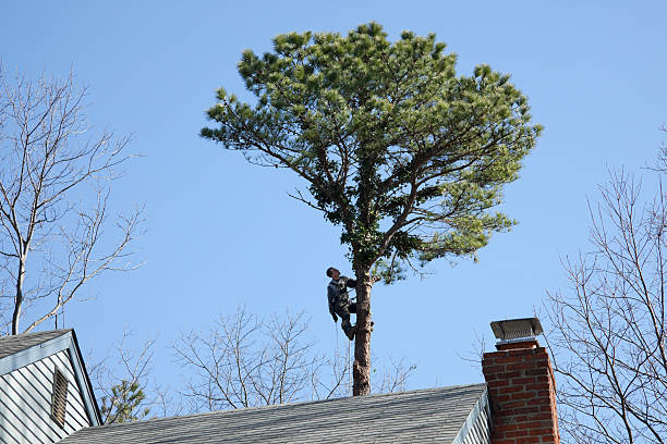 Best Tree Removal  in Woodville, TX